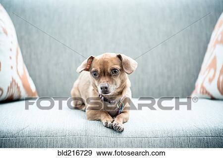 Stock Photo - Close up of dog sitting on sofa. Fotosearch