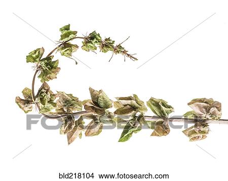 Close up of drying leaves on stalk View Large Photo Image Picture - Close up of drying leaves on stalk. Fotosearch