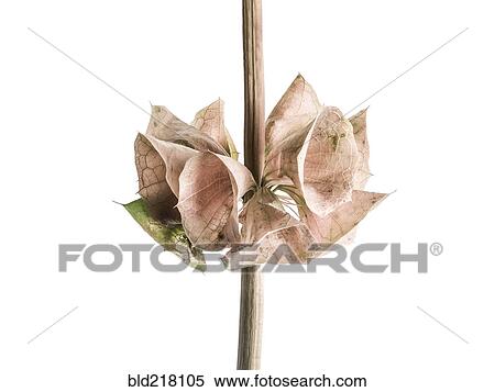 Stock Photography - Close up of dying flowers on stalk. Fotosearch