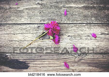 Stock Photograph - Close up of flower and scattered petals on wooden deck. Fotosearch