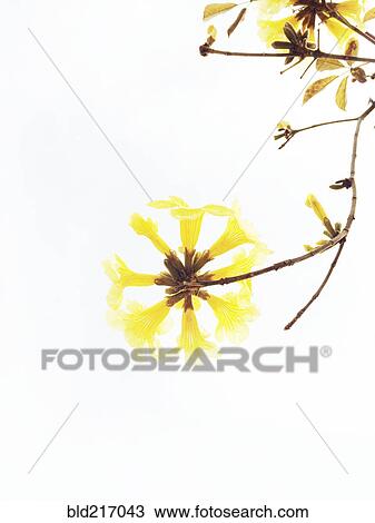 Stock Image - Close up of flowers blooming on branches. Fotosearch