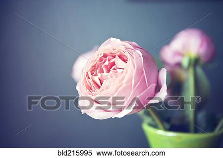 Close up of flowers in vase View Large Photo Image Stock Photography - Close up of flowers in vase. Fotosearch