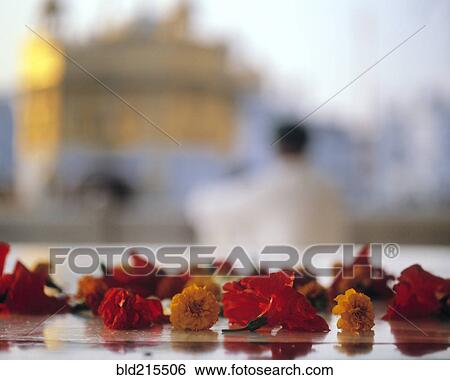 Close up of flowers on Golden Temple shrine, Harmandir Sahib, Punjab, India View Large Photo Image Stock Photograph - Close up of flowers on Golden Temple shrine, Harmandir Sahib, Punjab, India. Fotosearch