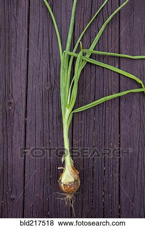 Close up of fresh chives on board View Large Photo Image Stock Photo - Close up of fresh chives on board. Fotosearch