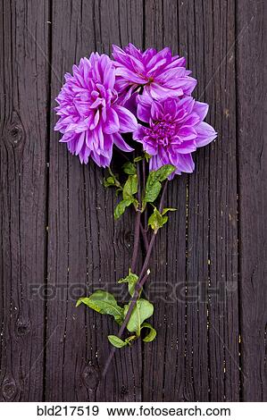 Close up of fresh dahlia flowers on board View Large Photo Image Stock Photo - Close up of fresh dahlia flowers on board. Fotosearch