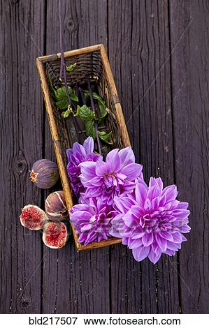 Close up of fresh figs and dahlia flowers View Large Photo Image Stock Photo - Close up of fresh figs and dahlia flowers. Fotosearch