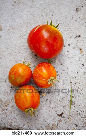 Close up of fresh tomatoes on concrete View Large Photo Image Stock Photo - Close up of fresh tomatoes on concrete. Fotosearch