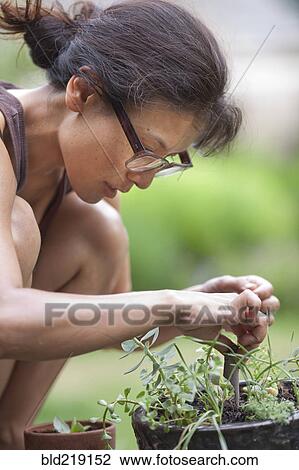 Close up of gardener examining plants View Large Photo Image Stock Image - Close up of gardener examining plants. Fotosearch