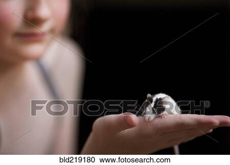 Stock Image - Close up of girl holding pet rat. Fotosearch