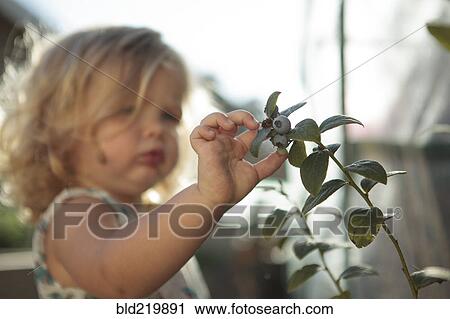 Stock Image - Close up of girl picking blueberries. Fotosearch