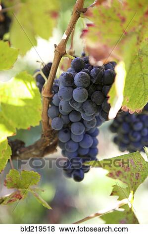 Stock Photo - Close up of grapes growing on vine. Fotosearch