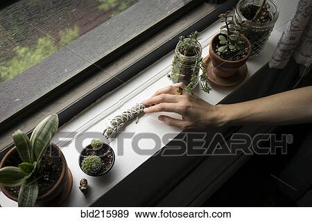Stock Photo - Close up of hand arranging plants in windowsill. Fotosearch