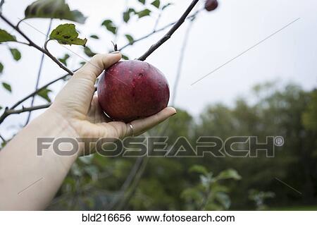 Close up of hand picking fruit from orchard tree View Large Photo Image Stock Photograph - Close up of hand picking fruit from orchard tree. Fotosearch