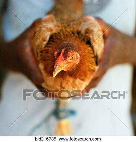 Stock Photography - Close up of hands holding chicken. Fotosearch