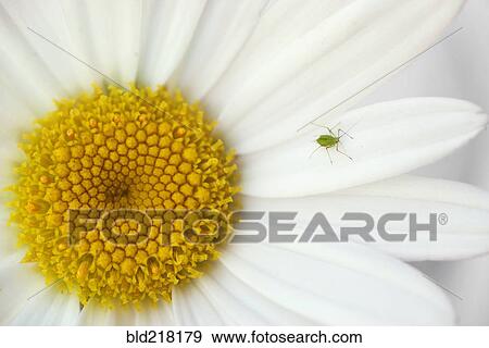 Stock Photo - Close up of insect crawling on daisy. Fotosearch