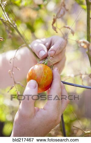 Stock Photo - Close up of mixed race farmer examining tomato in garden. Fotosearch
