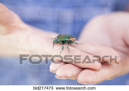 Stock Image - Close up of mixed race woman holding beetle. Fotosearch