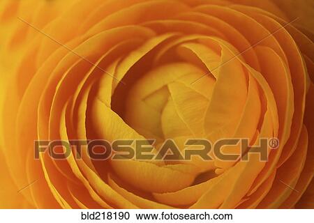 Close up of orange flower petals View Large Photo Image Stock Image - Close up of orange flower petals. Fotosearch