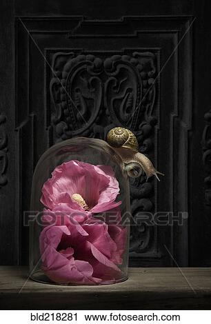Close up of snail crawling on glass jar over flower View Large Photo Image Stock Image - Close up of snail crawling on glass jar over flower. Fotosearch