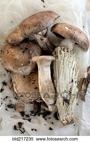 Close up of variety of mushrooms View Large Photo Image Stock Photography - Close up of variety of mushrooms. Fotosearch