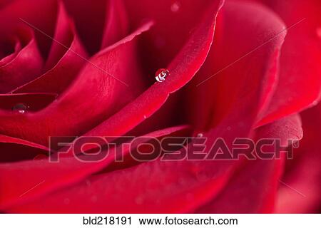 Close up of water droplet on rose petal View Large Photo Image Stock Image - Close up of water droplet on rose petal. Fotosearch
