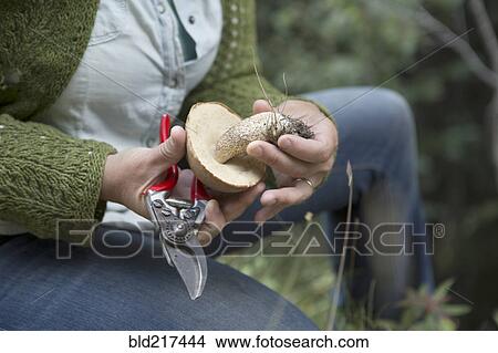 Picture - Close up of woman examining mushroom in forest. Fotosearch