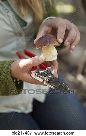 Close up of woman examining mushroom View Large Photo Image Stock Photo - Close up of woman examining mushroom. Fotosearch