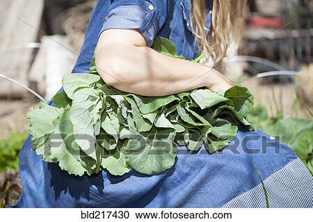 Close up of woman holding fresh vegetables in garden View Large Photo Image Stock Image - Close up of woman holding fresh vegetables in garden. Fotosearch