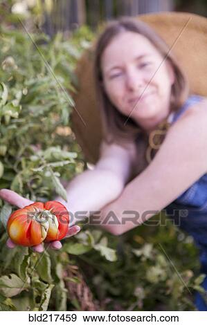 Stock Photo - Close up of woman picking tomato in garden. Fotosearch