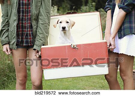Stock Image - Close up of women carrying dog in vintage cooler. Fotosearch