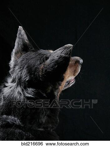 Close up rear view of curious dog View Large Photo Image Stock Photograph - Close up rear view of curious dog. Fotosearch