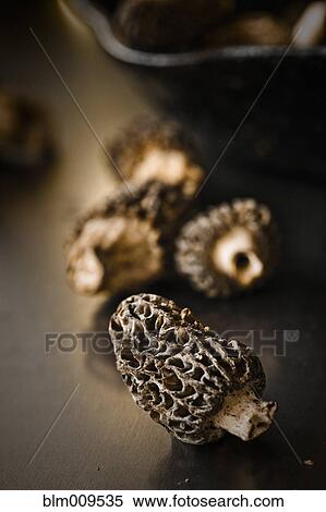 Stock Photography - Cluster of morel mushrooms. Fotosearch