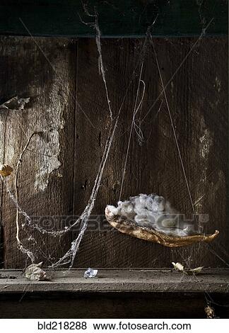 Cotton and drying leaves hanging in cobwebs View Large Photo Image Stock Photo - Cotton and drying leaves hanging in cobwebs. Fotosearch