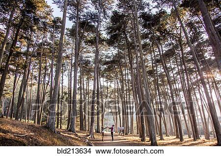 Picture - Couple holding hands under trees in forest. Fotosearch