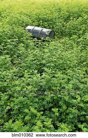 Discarded barrel in field View Large Photo Image Stock Image - Discarded barrel in field. Fotosearch