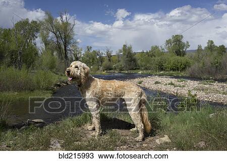 Dog exploring hilltop over remote river View Large Photo Image Stock Image - Dog exploring hilltop over remote river. Fotosearch