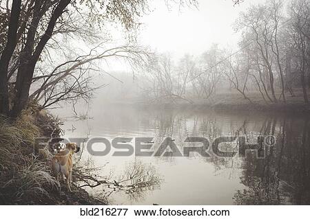 Stock Photo - Dog exploring misty rural lake. Fotosearch