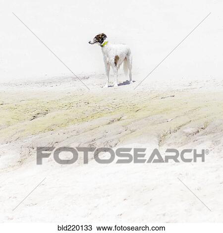 Dog standing on rocky beach View Large Photo Image Stock Image - Dog standing on rocky beach. Fotosearch