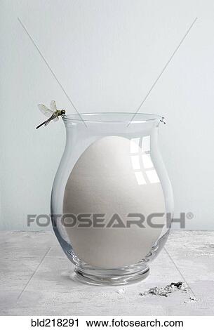 Dragonfly perching on glass pitcher with oversized egg View Large Photo Image Stock Image - Dragonfly perching on glass pitcher with oversized egg. Fotosearch
