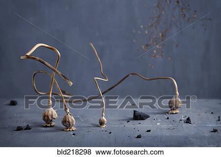 Dried plant bulbs on counter top View Large Photo Image Stock Photo - Dried plant bulbs on counter top. Fotosearch