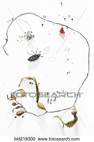 Dried plants and dead beetle rotting View Large Photo Image Stock Image - Dried plants and dead beetle rotting. Fotosearch