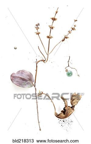 Stock Image - Dry branch with flowers and leaves. Fotosearch