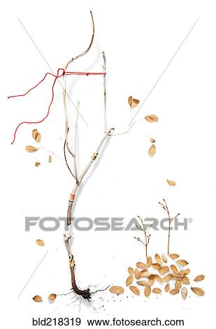 Stock Photo - Dry branch with scattered autumn leaves. Fotosearch
