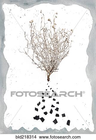 Dry branch with scattered debris View Large Photo Image Picture - Dry branch with scattered debris. Fotosearch