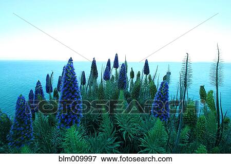 Exotic flowers with ocean in background View Large Photo Image Stock Photo - Exotic flowers with ocean in background. Fotosearch