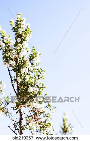 Flowers growing on tree under blue sky View Large Photo Image Stock Photo - Flowers growing on tree under blue sky. Fotosearch