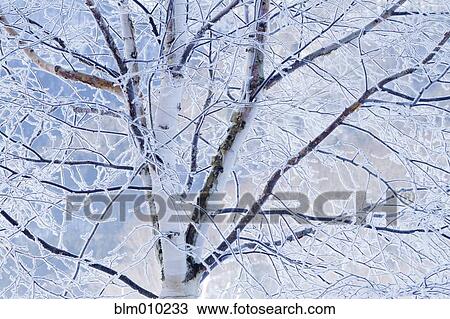 Frost covered tree branches View Large Photo Image Stock Image - Frost covered tree branches. Fotosearch