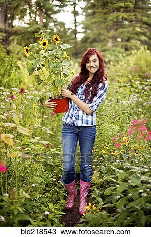 Gardener carrying sunflower plant in field View Large Photo Image Stock Image - Gardener carrying sunflower plant in field. Fotosearch