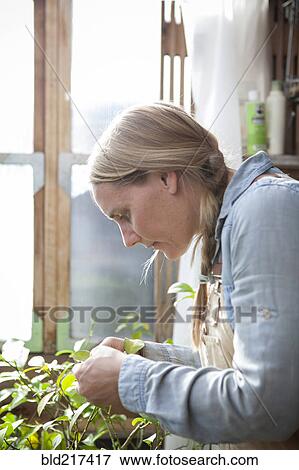 Stock Photo - Gardener examining plants in greenhouse. Fotosearch