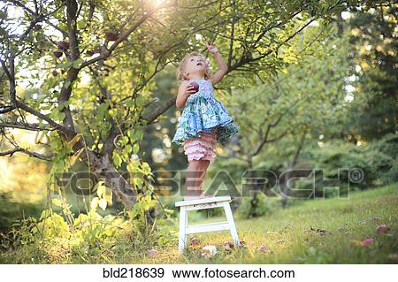 Stock Photo - Girl picking fruit from trees in rural orchard. Fotosearch